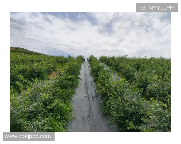 辽宁本钢加快产业升级推动钢铁绿色低碳转型助力区域经济高质量发展